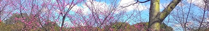Cerejeiras com flores