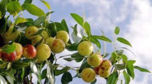 Árvore da fruta milagrosa Fructus Ziziphi Jujubae - Regula o Intestino