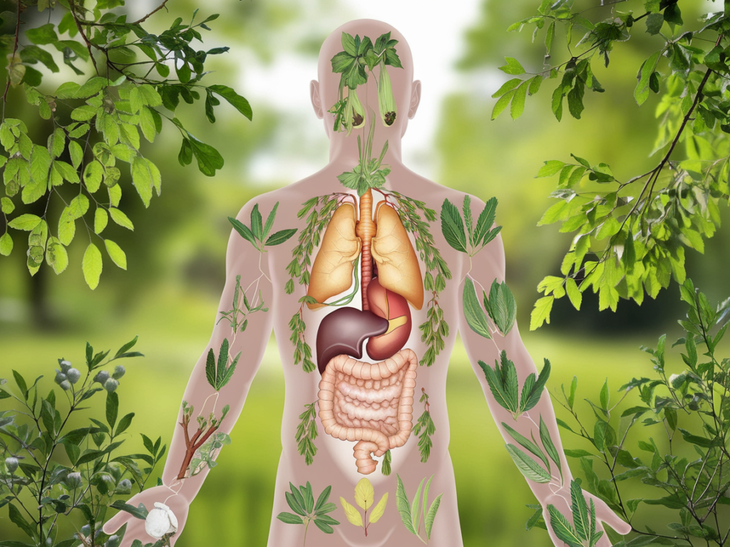 corpo-humano-e-hervas-1024x768 Fitoterapia Chinesa