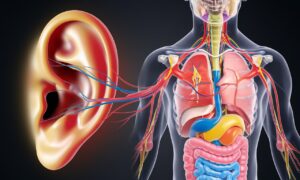 Regiões da orelha e auriculoterapia